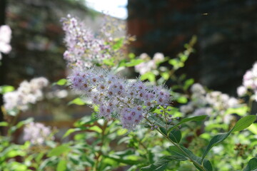 lavender flowers in a field