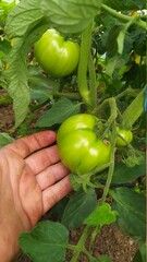 hand picking tomato