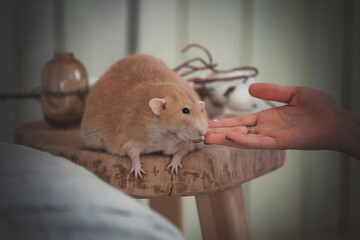 Very fat red rat at home on a table