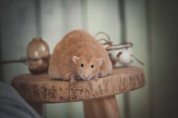 Very fat red rat at home on a table