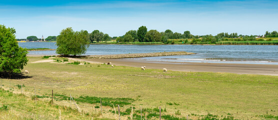 Fototapeta na wymiar Panorama view. Meadow with sheep along river Lek. Between Langerak and Schoonhoven. The Netherlands