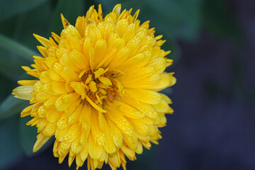 close up of bright yellow asteraceae dandelion