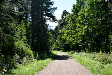 Fototapeta premium road in the forest