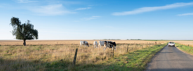 spotted cows in rural landscape of nord pas de calais in france