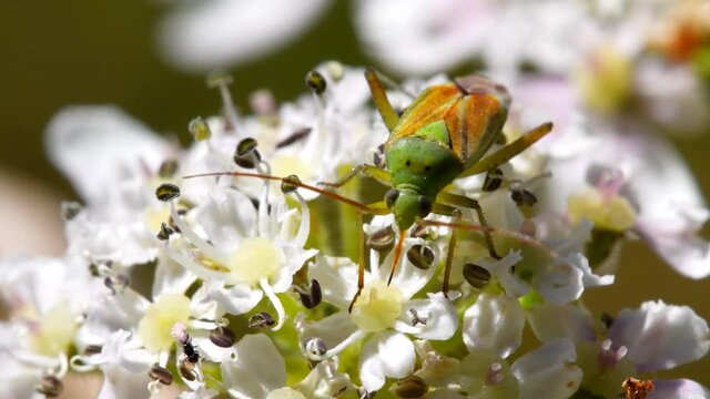Close Up movie of Potato Capsid Bug on flowers. His Latin name is Calocoris norvegicus.