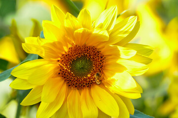Sonnenblume mit Biene im Sommer © hespasoft