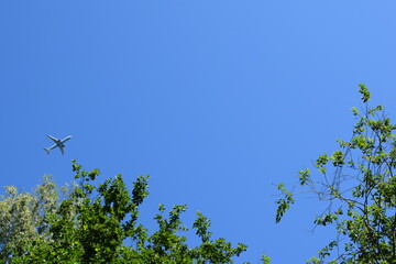 tree branches against the blue sky