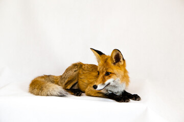 Red fox sits on a white background
