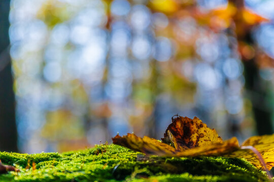 Macro photo of a golden leaf at autumn. Yellow leaves, green moss in the sunny forest. Nature background concept