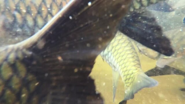 Mahseer barb fish in wang mai pak waterfall in kiriwong village, Nakhon Si Thammarat, Thailand.