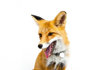 Red fox sits on a white background
