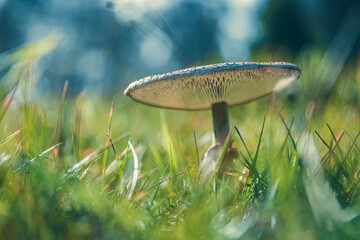 Close-up macro photo of a big mushroom. Huge fungus on the grassy ground of the autumn forest. Nature, seasons concept