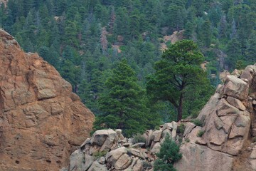 Colorado Spring's Seven Fall's closeup of a Mountain Top with blue spruce tree's.