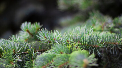 Green spruce branches, blurred bokeh background, close-up. Green natural background.