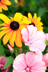 Obraz premium Flowers In Summer Garden