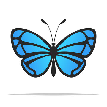 Blue butterfly vector isolated illustration