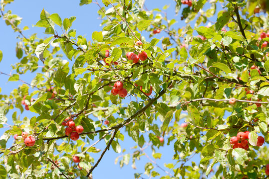 Red fruits on crabapple tree the Autumn in front of blue sky