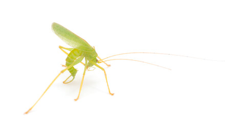 Grasshopper in front.