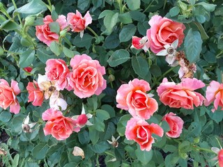pink roses on a wooden table