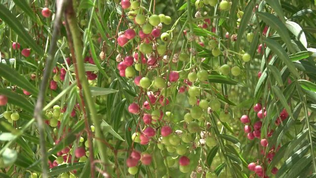 Pink peppercorns on the branch of a pepper tree. Footage 4k