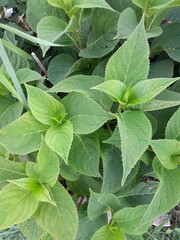 green leaves background