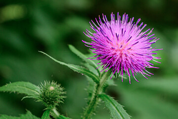 Big red flower of a Thistle