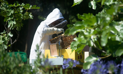 Beekeeper inspecting beehive and frames using bee smoker, smoke.