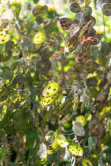 Annual Honesty or Lunaria annua or Silver dollar plant with narrow depth of field