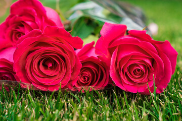 close up. bouquet of roses on green lawn.