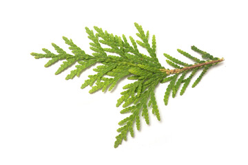 Closeup of cypress leaf on white background