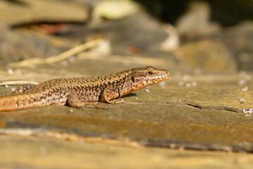 Podarcis muralis, common wall lizard, rock lizard sunbathing, Pyrenees, Spain.