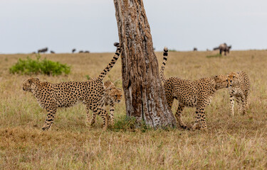 Territory Marking