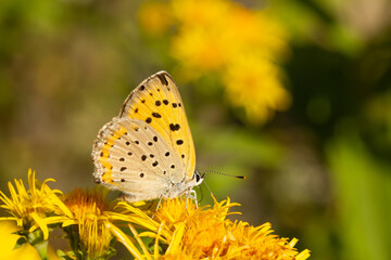 Purple-shot copper, Lycaena alciphron, yellowish little butterfly, Girona, Spain