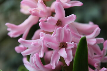 Fototapeta premium Blume