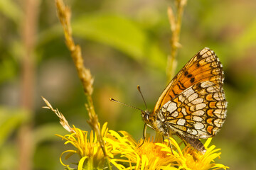 Melitaea, brown mountain butterfly, Girona, Spain