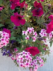 pink and white flowers