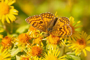 Melitaea, brown mountain butterfly, Girona, Spain