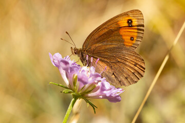 Mountain butterfly feeding on the lilac flower, Pyrenees, Spain.