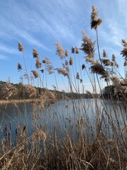 reeds in the water