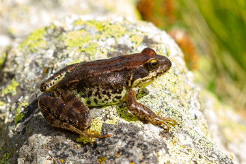Naklejka premium Common frog, Rana temporaria , Girona, Spain