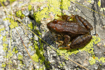 Common frog, Rana temporaria , Girona, Spain