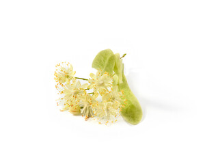 Medical flowering plant of fresh natural branch of Linden or Tilia tree.