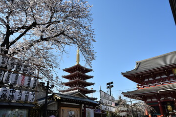 東京都台東区 浅草寺 桜の季節