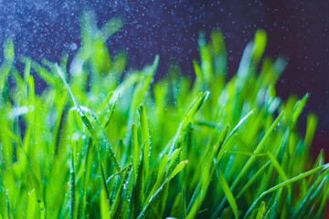Background from continuous fresh summer green grass against a dark background in the rain
