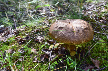 Boletus grows in the forest against the background of green vegetation. White mushroom for cooking and eat. Soft focus