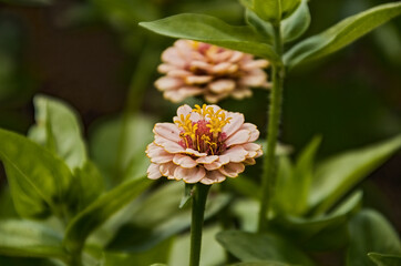 pink flowers of plants close up