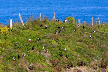 Fototapeta na wymiar Puffins standing on a rock in a breeding colony in the East Fjords region of Iceland
