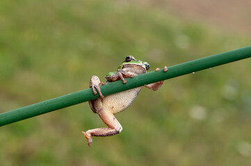 Little green frog Hyla arborea on a blade of grass