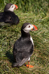 Puffins in a breeding colony in the East Fjords region of Iceland
