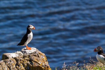 Puffins standing on a rock against a blue ocean background in the East Fjords region of Iceland